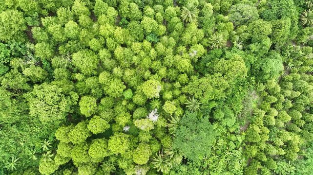 A lush rainforest covers the slopes of Makian Island, just off the west coast of Halmahera in Indonesia. This tropical region is known for its spectacular marine and terrestrial biodiversity.