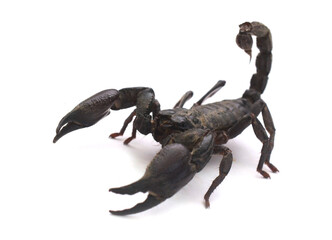 Asiatic Forest Scorpion with tail curled up isolated on a white background