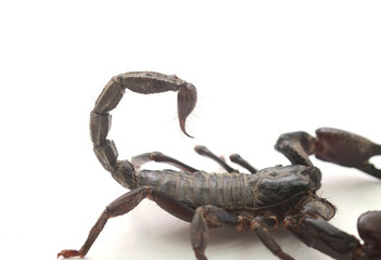 Scorpion ready to fight on white background