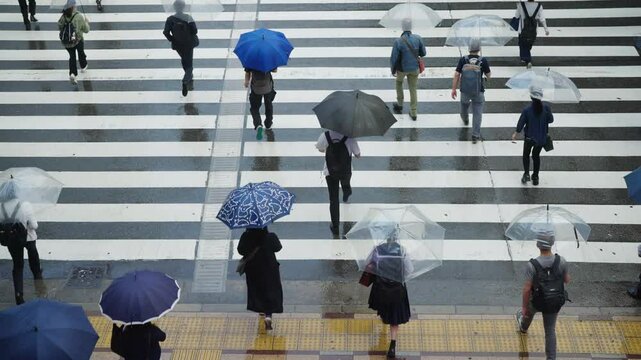 Crowd of Busy business people pedestrian holding umbrella walking city street crosswalk in raining day. High angle view group of People crossing the road and traffic driving car in downtown district.