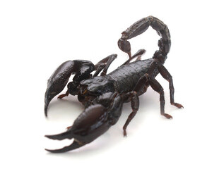 Green scorpion on white background.