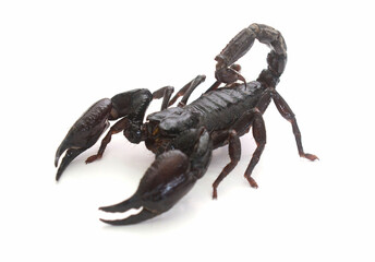 Asian giant forest scorpion (Heterometrus laoticus) isolated on white background