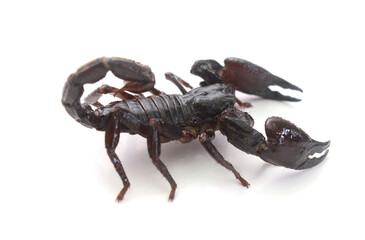 Green scorpion on white background.