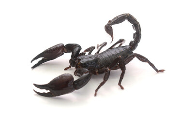 Asian giant forest scorpion (Heterometrus laoticus) isolated on white background