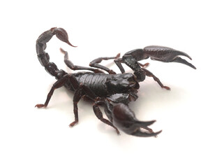 Scorpion ready to fight on white background