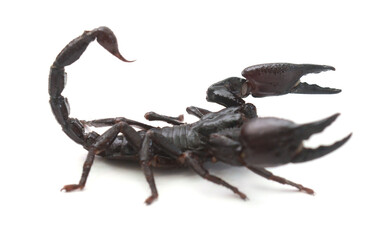 Scorpion ready to fight on white background