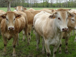 Herd of curious Charolais cows - Troupeau de vaches charolaises très curieuses