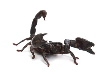 Scorpion ready to fight on white background