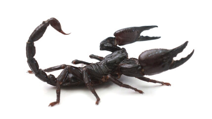 Black scorpion isolated on white background