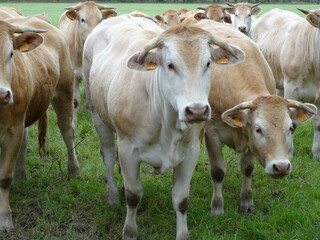 Close-up of a Charolais cow in its pasture - Gros plan sur une vache charolaise dans sa pâture