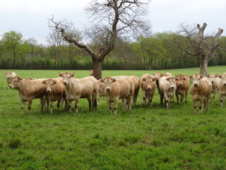 Herd of Charolais cows in a green field - Troupeau de vaches charolaises dans un champ verdoyant