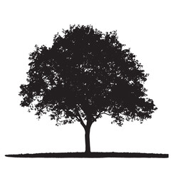 Fototapeta premium Isolated Tree Graphic Black Alder Vector