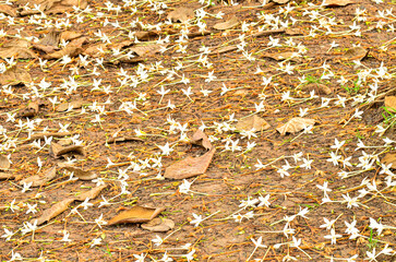 Beautiful Kasalong flowers fall on the ground