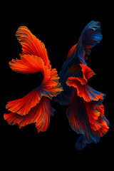 "Vivid Dance of Betta Fish Fins in Abstract Motion"