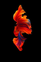 "Radiant Betta Fish with Flowing Multicolored Fins"