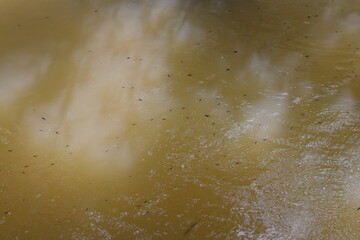 Water skaters swim and rest on the surface of the water, Water Striders, Pond Skaters, Group of water strider gerridae on water surface. Common pond skater in habitat. Bug waterbender live in stagnant