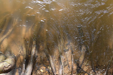 Water skaters swim and rest on the surface of the water, Water Striders, Pond Skaters, Group of water strider gerridae on water surface. Common pond skater in habitat. Bug waterbender live in stagnant