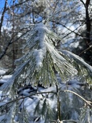Close-up of pine needles covered in ice - Gros plan sur des épines de pins recouvertes de glace