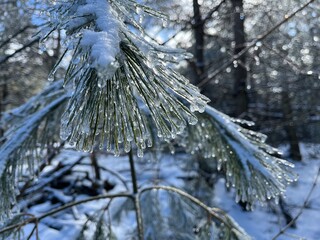 Close-up of pine needles covered in ice - Gros plan sur des épines de pins recouvertes de glace