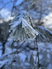 Detail of an ice-covered pine branch in a snowy landscape - Détail d'une branche de pin...