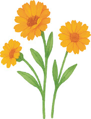 Naklejka premium Watercolor Calendula Flower Illustration with Soft Orange Petals | Generative AI