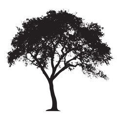 Fototapeta premium Tall and Bare Alder Tree in Silhouette