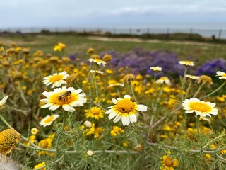 A busy bee pollinates a bright Crown Daisy on a scenic bluff trail in Carlsbad, California, illustrating nature's delicate interplay and vibrant ecosystem.