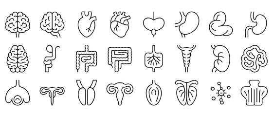 Essential Human Organs Line Icons – Heart, Lungs, Liver & More

