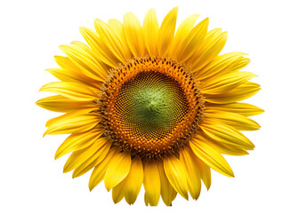 Obraz premium sunflower macro clipart png image on transparent background
