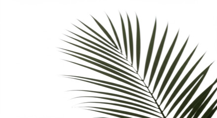 Fototapeta premium Close-up of a palm leaf against a white background emphasizing texture and detail