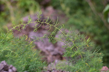 waves crashing on rocks, Rocks and trees on the coast, sea with rocks and sand. Travel photo