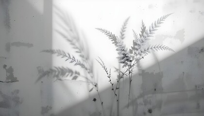 Summer Background with Field Grass Shadow on White Wall – Minimal Black and White Mockup"