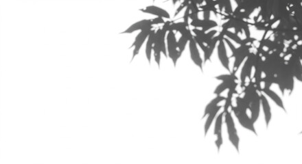 Naklejka premium Abstract shadow of leaves on a white background creating a minimalist nature effect