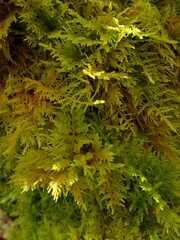 green moss background