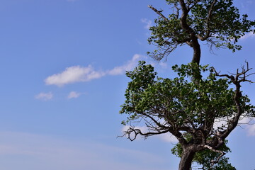 waves crashing on rocks, Rocks and trees on the coast, sea with rocks and sand. Travel photo