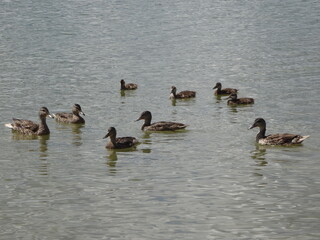 Group of ducks with young swimming on the waters of a pond - Groupe de canard avec des petits nageant sur les eaux d'un étang