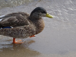 Close-up of a duck walking in shallow water - Gros plan sur un canard marchant dans de l'eau peu profonde