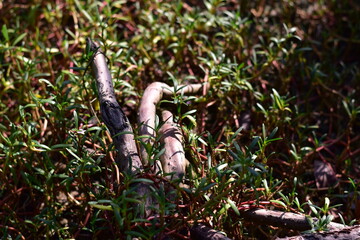 beach nature, Trees and grass
Beachside