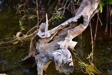 Old tree roots in a green natural forest, Intricate Network of Ancient Tree Roots