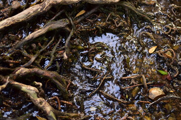 Old tree roots in a green natural forest, Intricate Network of Ancient Tree Roots