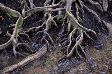 Old tree roots in a green natural forest, Intricate Network of Ancient Tree Roots