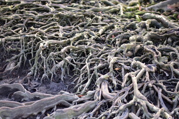Old tree roots in a green natural forest, Intricate Network of Ancient Tree Roots