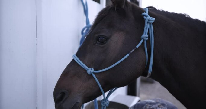 Closeup on beautiful brown horse tied up