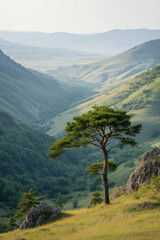 serene landscape of green hills in khabarovsk featuring solitary pine tree standing majestically