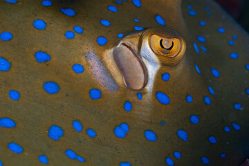A bluespotted ribbontail ray, Taeniura lymma, rests on the seafloor in Wakatobi National Park, Indonesia. This beautiful species is common on shallow coral reefs throughout the Indo-Pacific region.