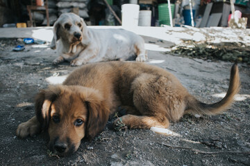 Cachorro marrón acostado en el suelo junto a un perro Basset Hound blanco en un entorno rústico...