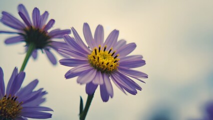 Obraz premium Purple Daisy Flower Close Up with Sunlight Background