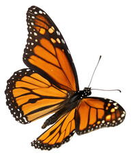 Fototapeta premium Monarch butterfly wings isolated on transparent background