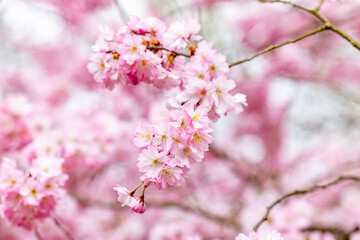 Stunning closeup view of delicate pink cherry blossoms, beautifully symbolizing the beauty and renewal of spring