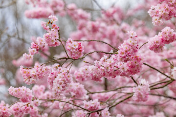 The lovely pink cherry blossoms bloom beautifully, capturing the enchanting essence of springs charm and beauty